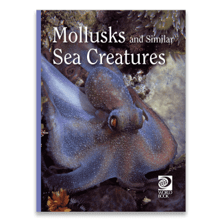 Mollusks And similar sea creatures