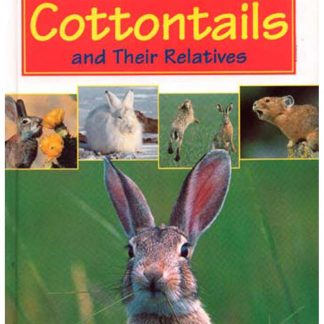 Cottontails And Their Relatives