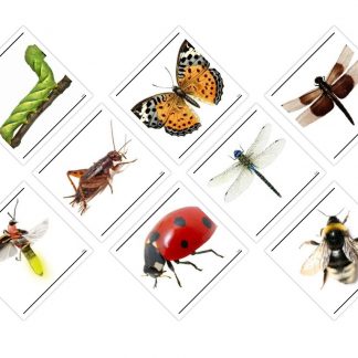 Insects