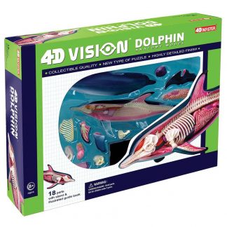 Dolphin Anatomy Model
