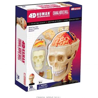 Cranial Nerve Skull Anatomy Model