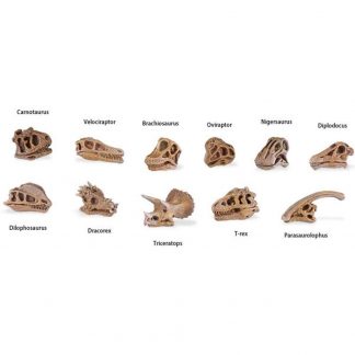 Dino Skulls