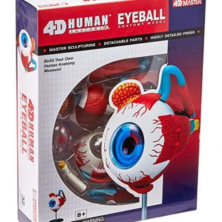 Eyeball Anatomy Model
