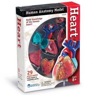 Heart Anatomy Model
