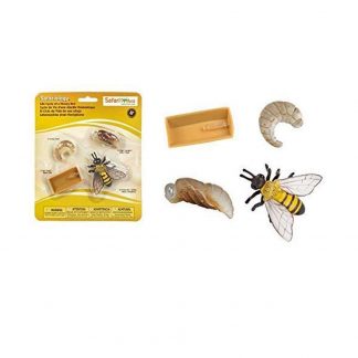 Life cycle of a honey bee