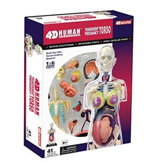 Transparent pregnancy torso anatomy model