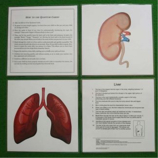Organs of the human body
