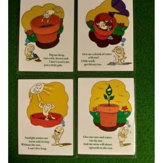 Stages from seed to plant