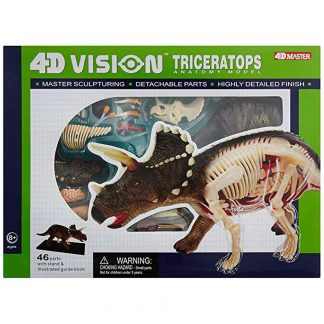 Triceratops Anatomy Model