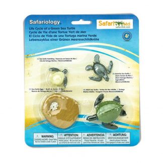 Life cycle of green sea turtle