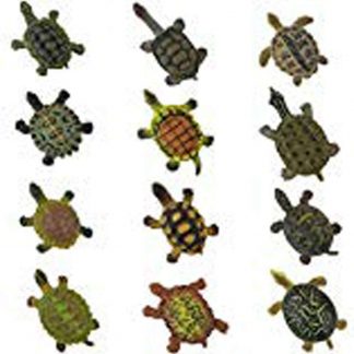 Different types of turtle